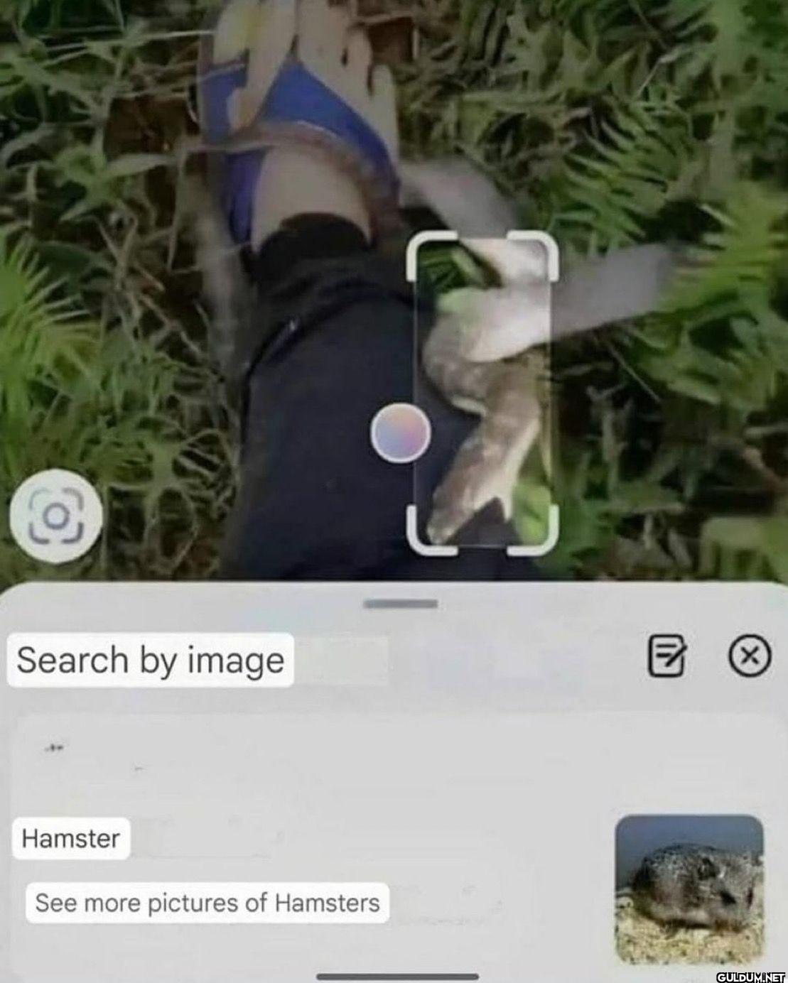 Search by image E Hamster...