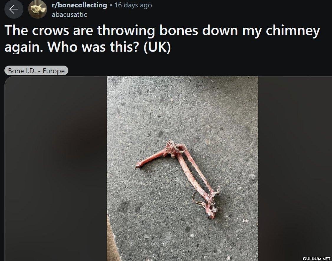 ← r/bonecollecting • 16...