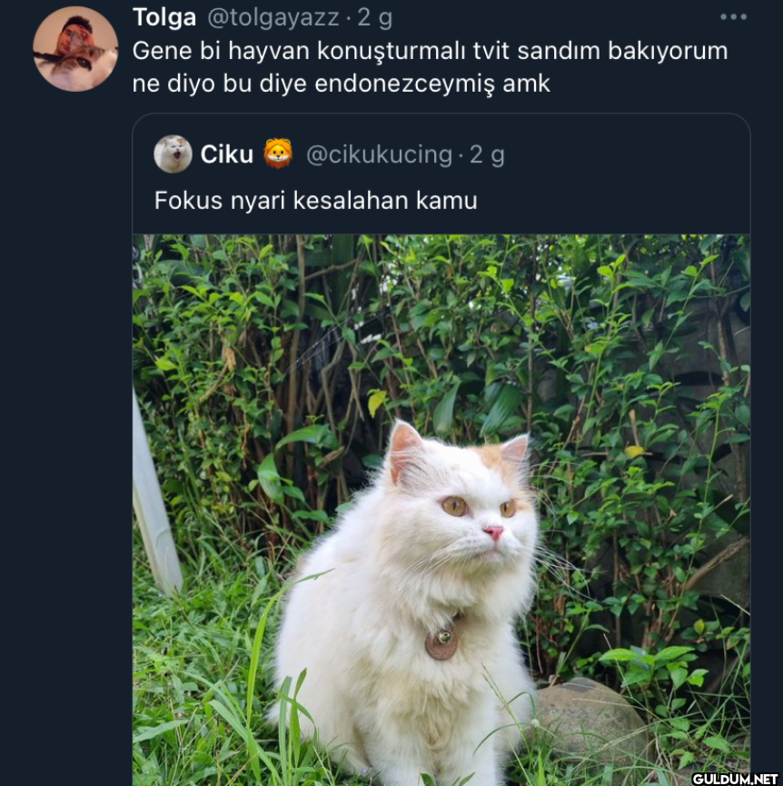 2 g Gene bi hayvan...