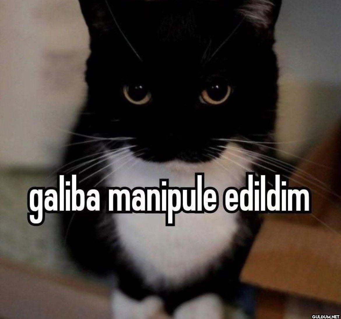 galiba manipule edildim