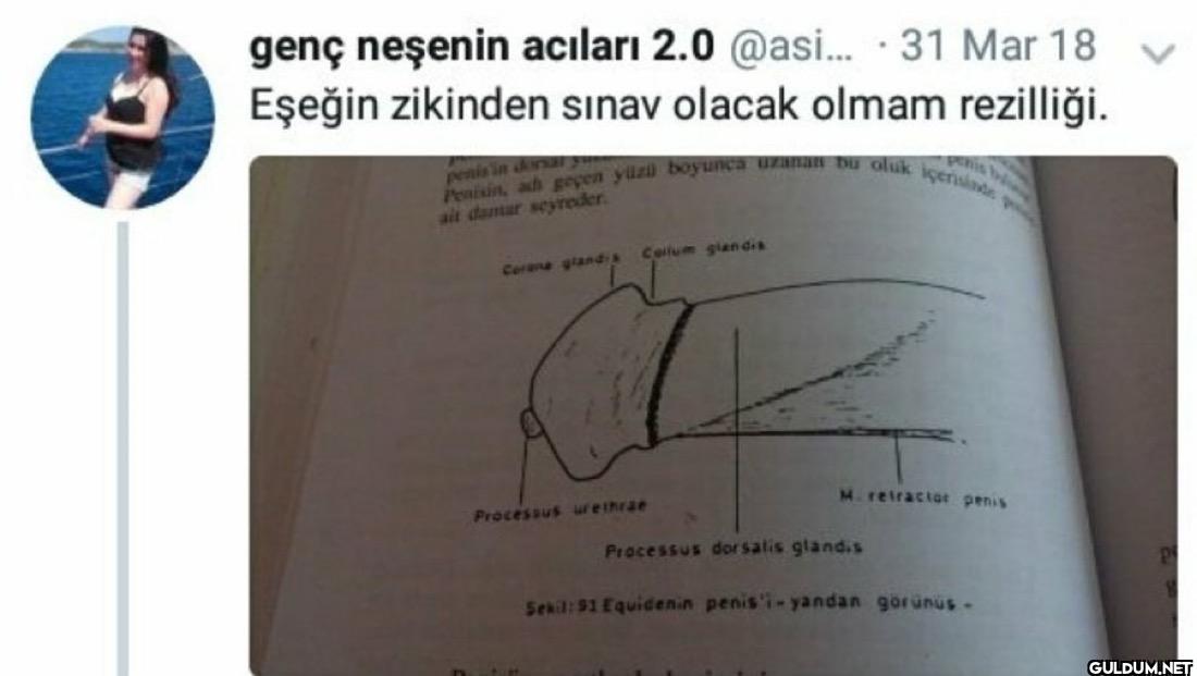 31 Mar 18 Eşeğin zikinden...
