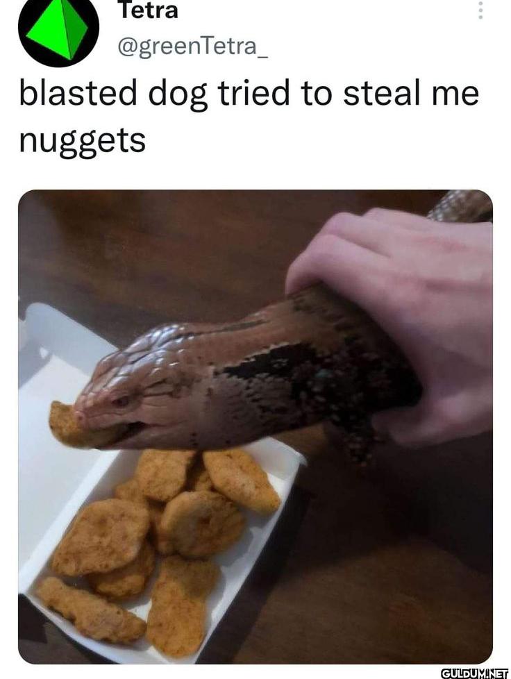 blasted dog tried to steal...