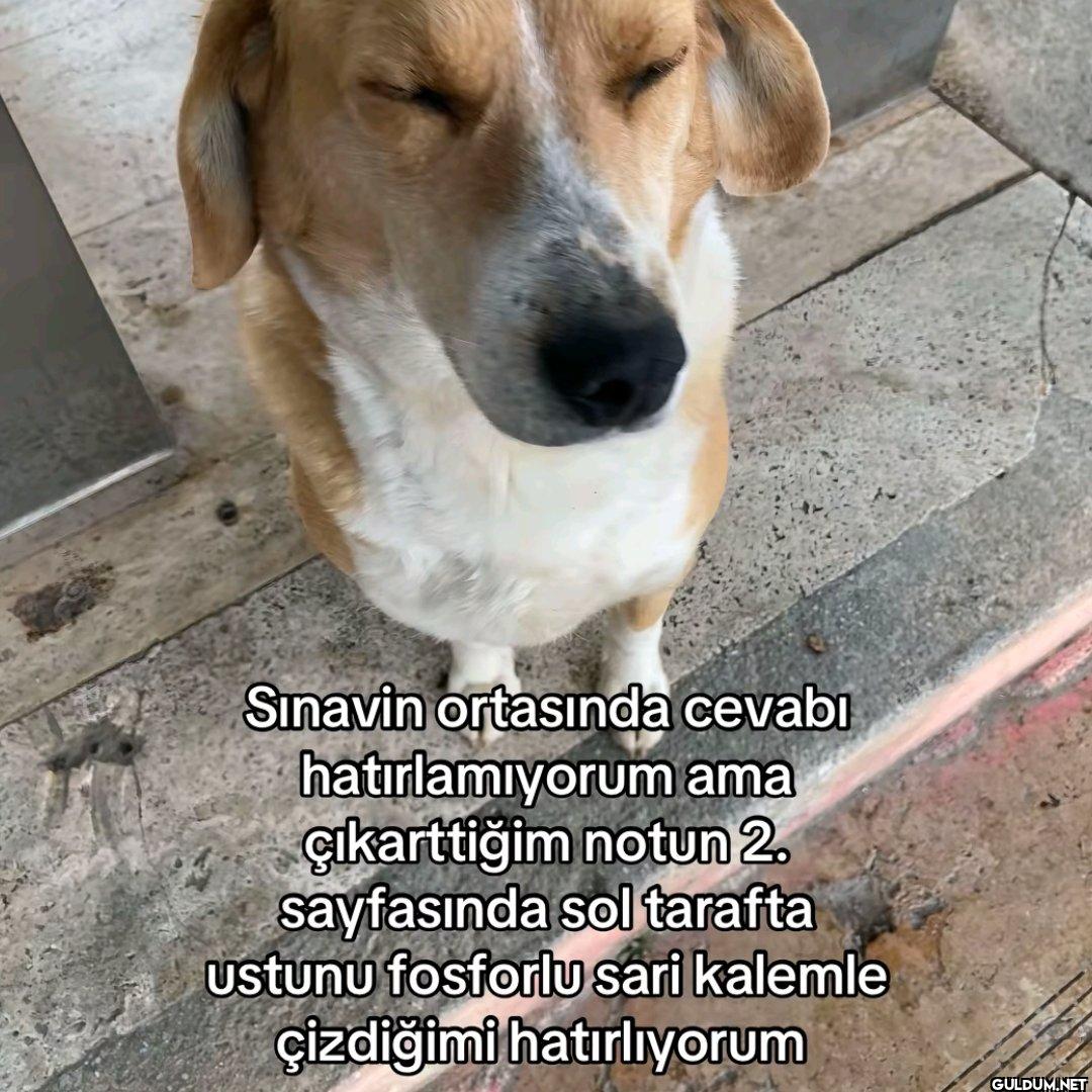 Sınavin ortasında cevabı...