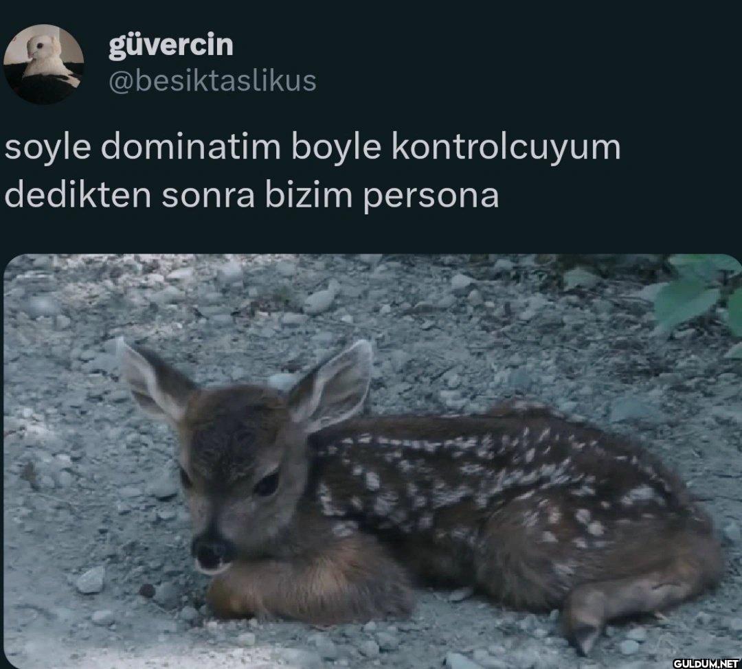 soyle dominatim boyle...