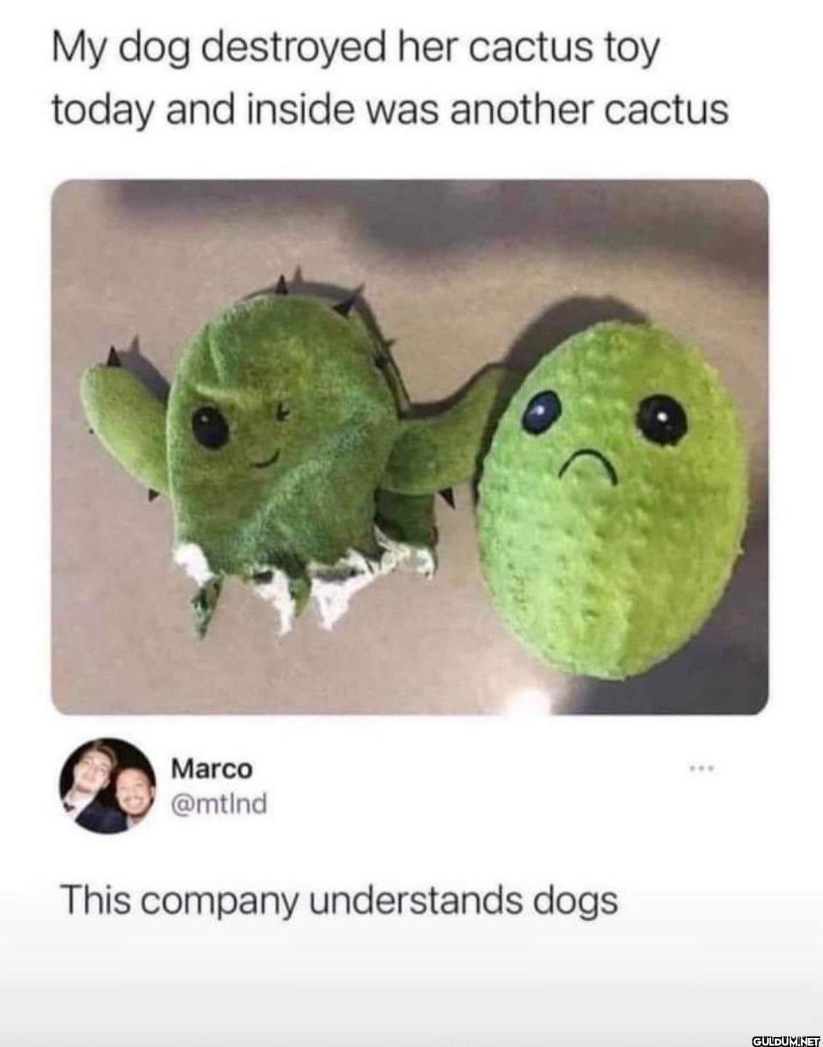 My dog destroyed her...