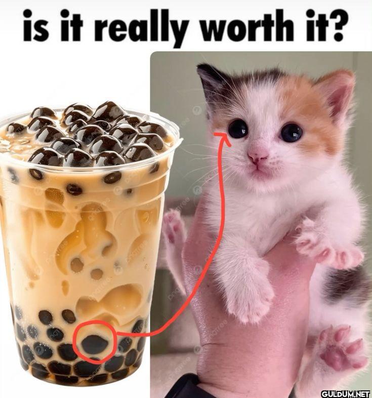 is it really worth it?