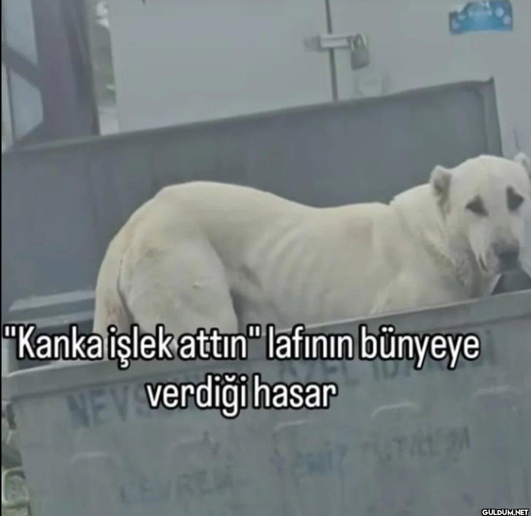 "Kanka işlek attın"...