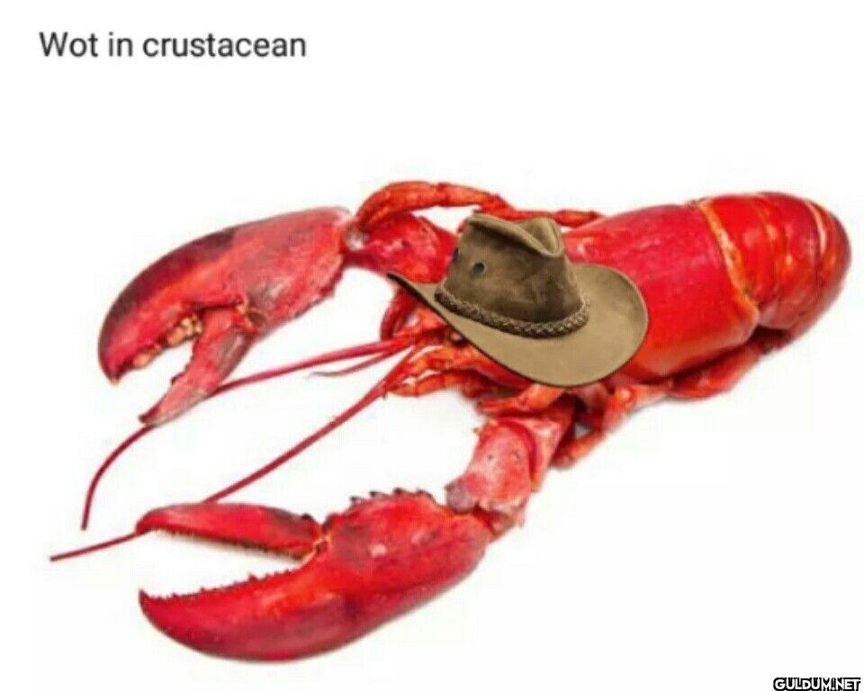 ︎ ︎ ︎ ︎ ︎    Wot in crustacean