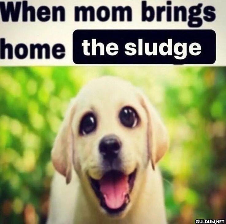 When mom brings home the sludge