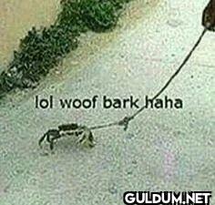 lol woof bark haha