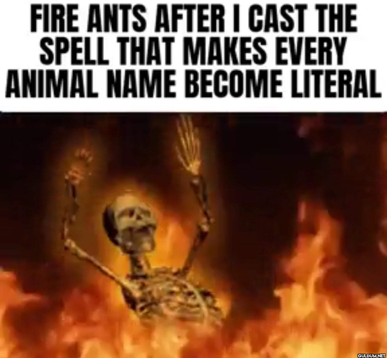 FIRE ANTS AFTER I CAST THE...