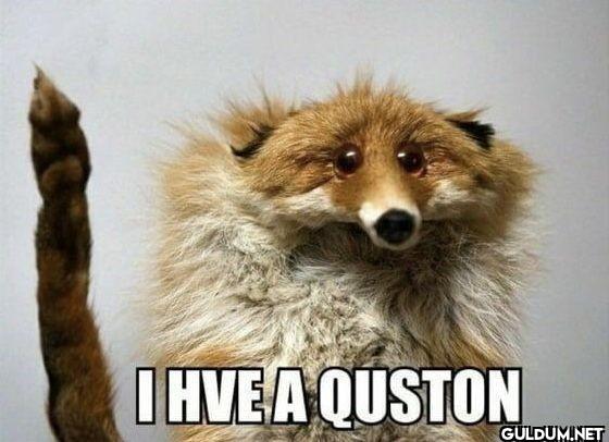 I HVE A QUSTON  of course...