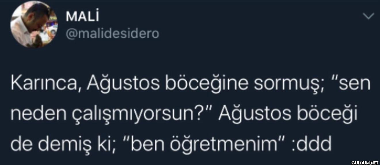 > Karınca, Ağustos...