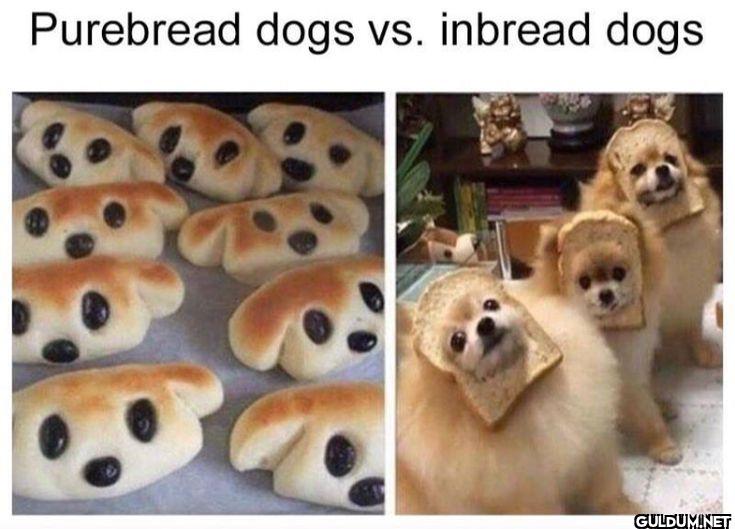 Purebread dogs vs. inbread dogs