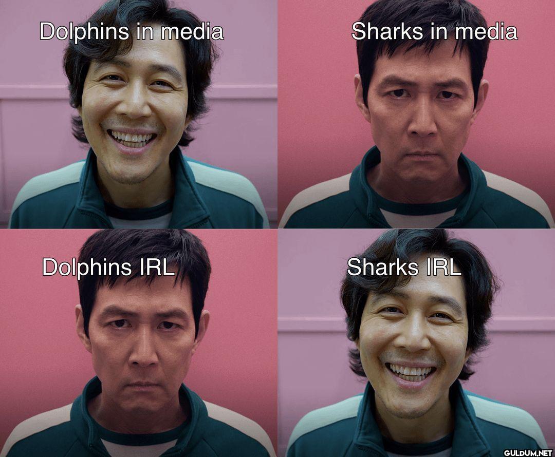 Dolphins in media Sharks...