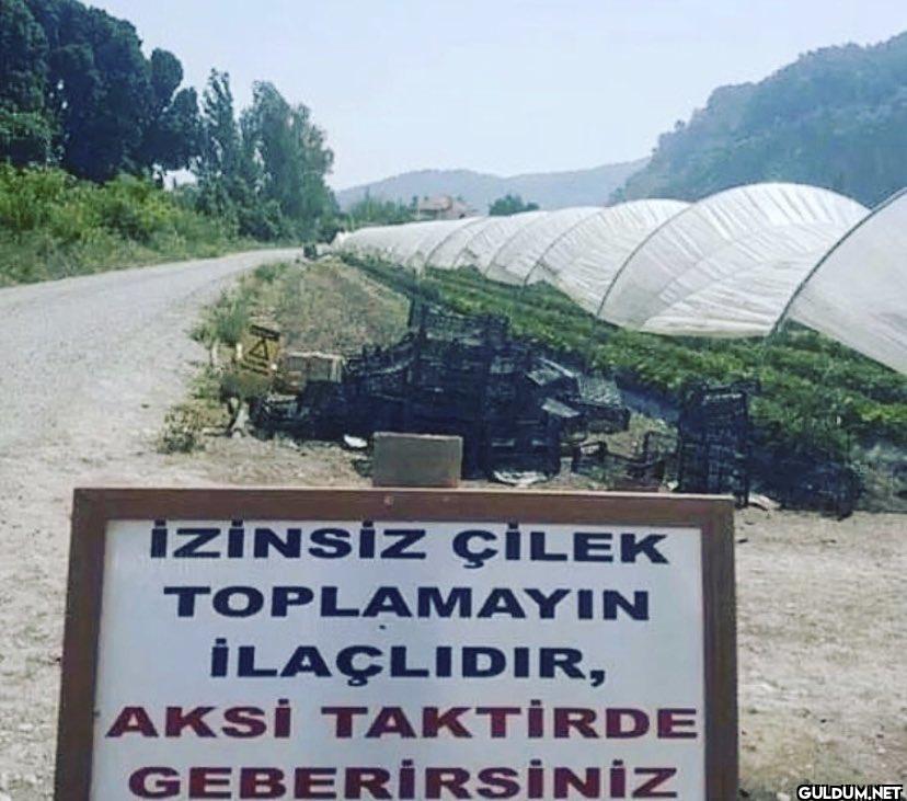 İZİNSİZ ÇİLEK TOPLAMAYIN...