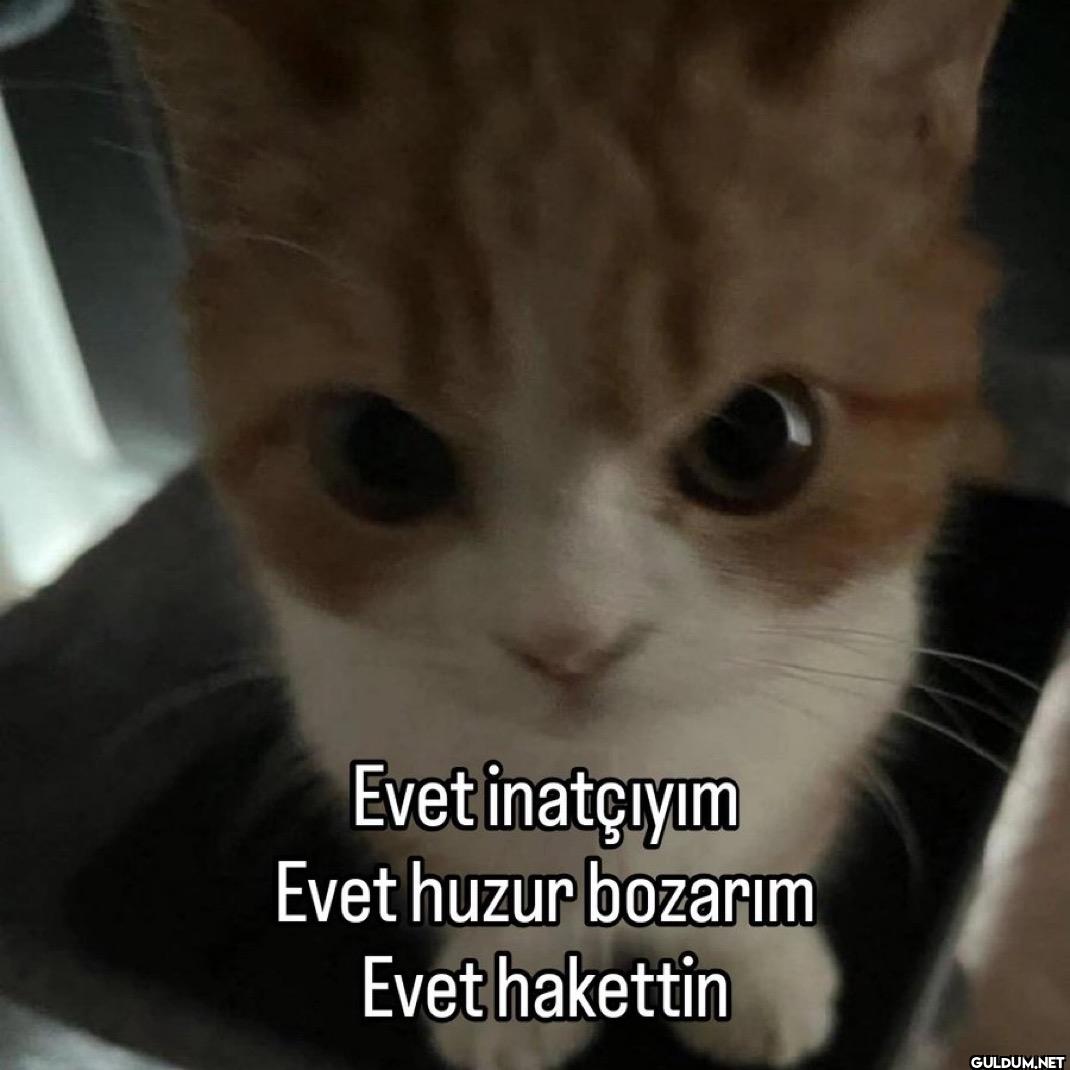 Evet inatçıyım Evet huzur...