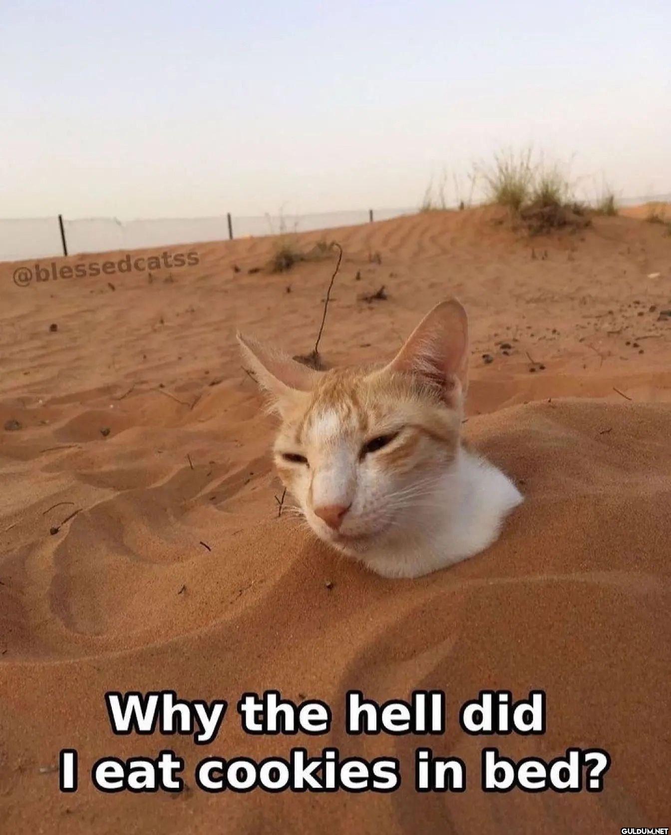 Why the hell did I eat...