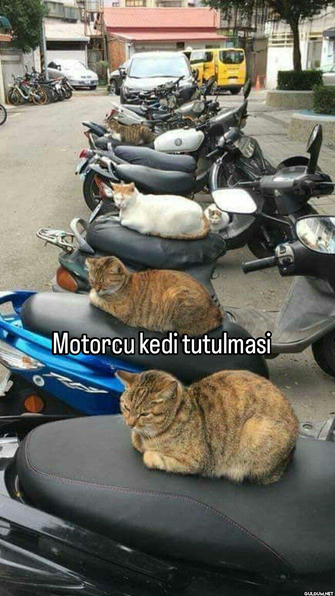Motorcu kedi tutulmasi