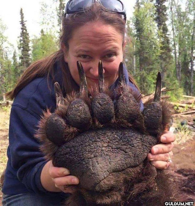 8. The Size of Brown Bear...