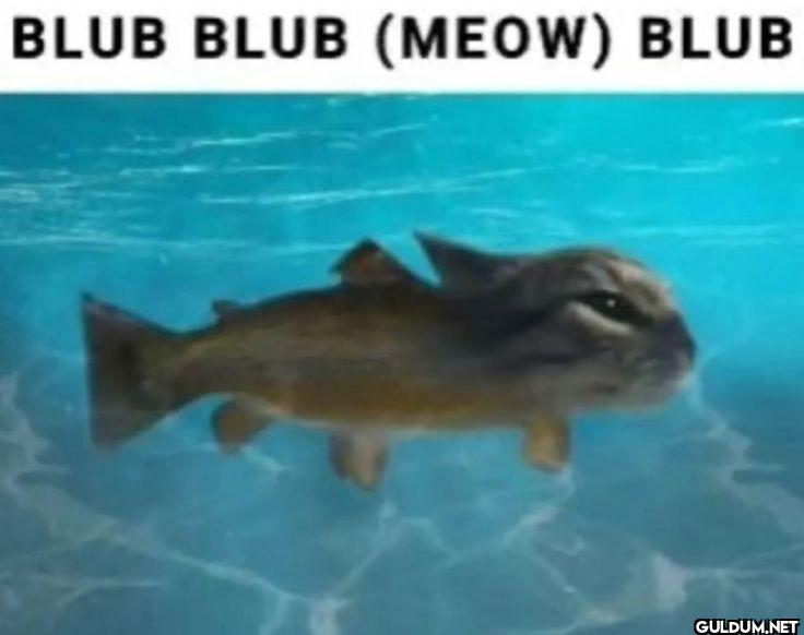 BLUB BLUB MEOW BLUB