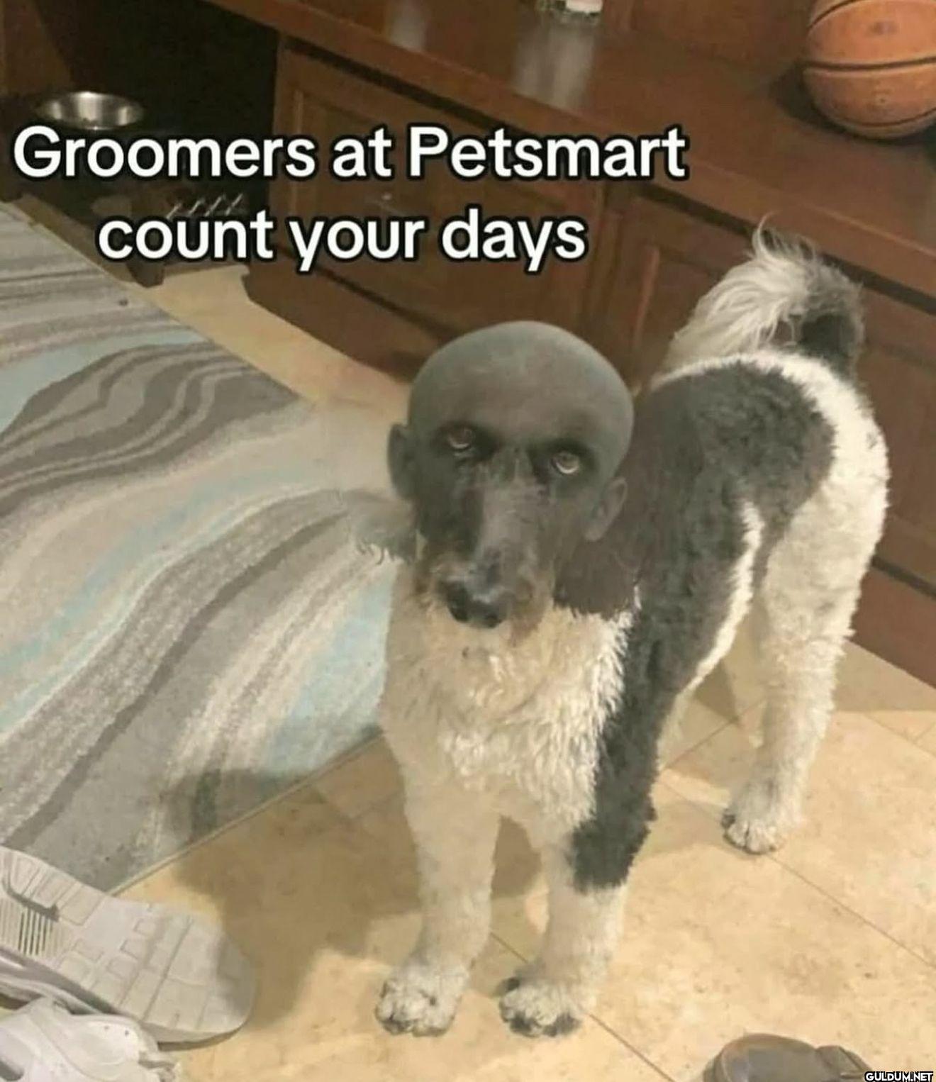 Groomers at Petsmart count...