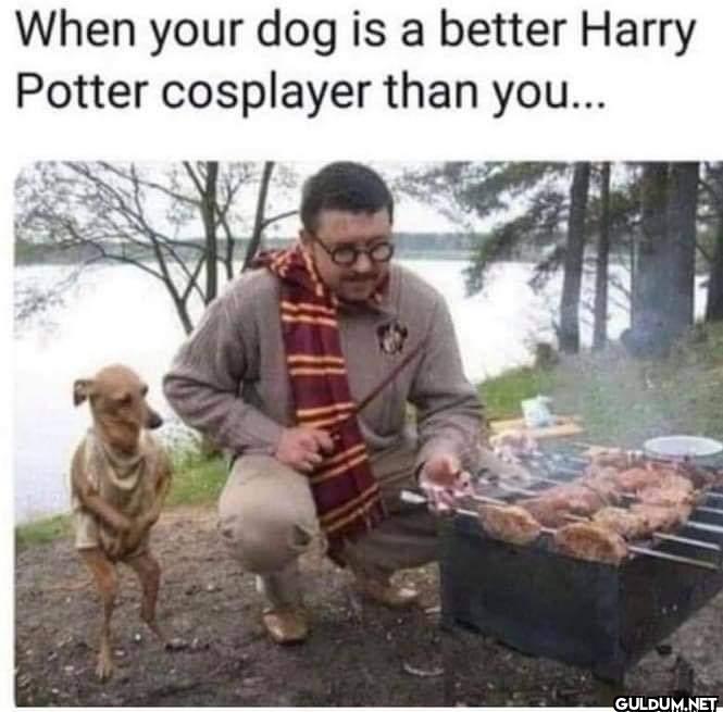 When your dog is a better...