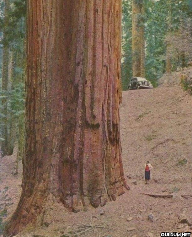 6. Human next to a redwood tree.