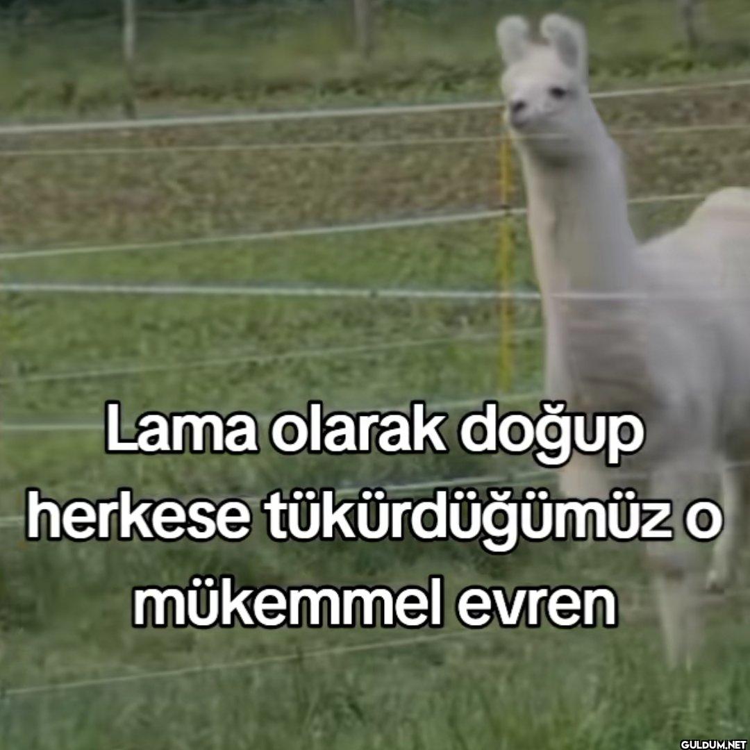 Lama olarak doğup herkese...