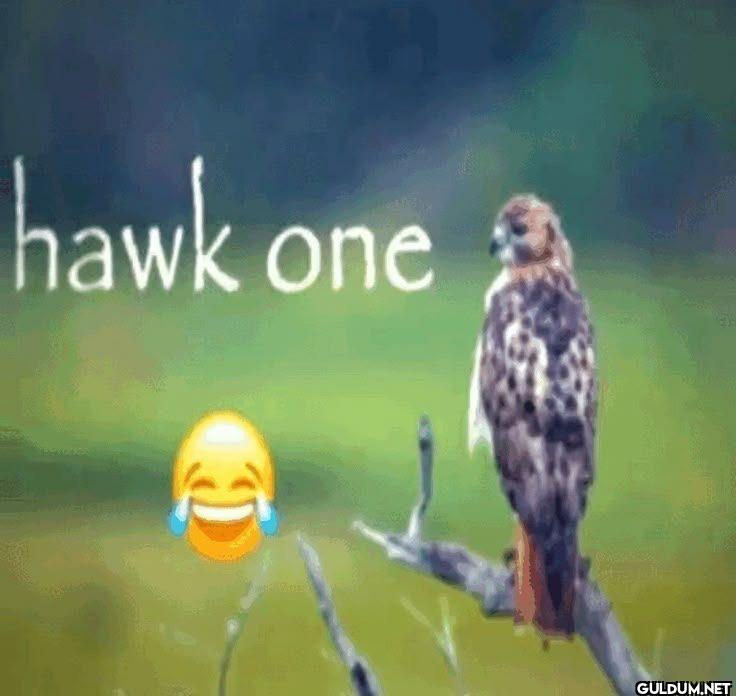 hawk one