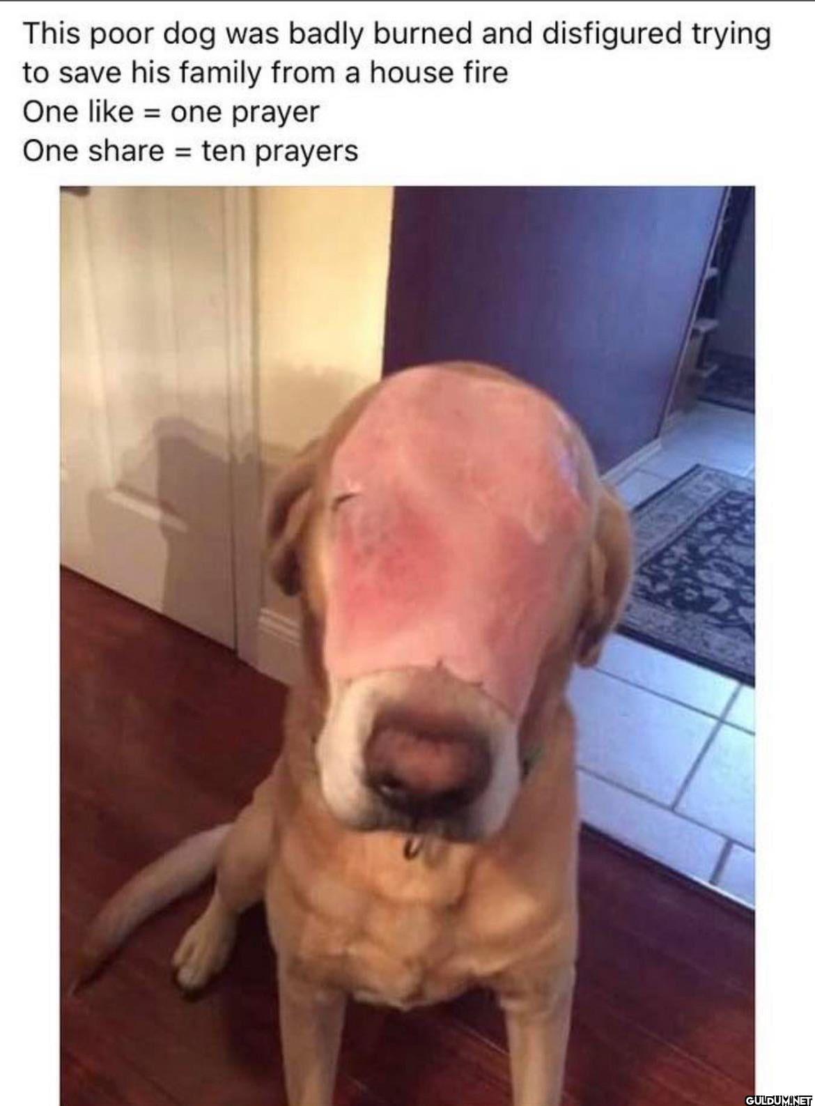 This poor dog was badly...