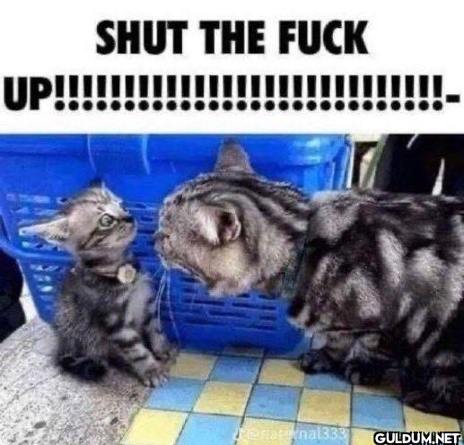 SHUT THE FUCK...