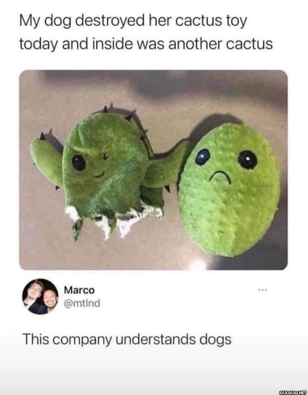 My dog destroyed her...