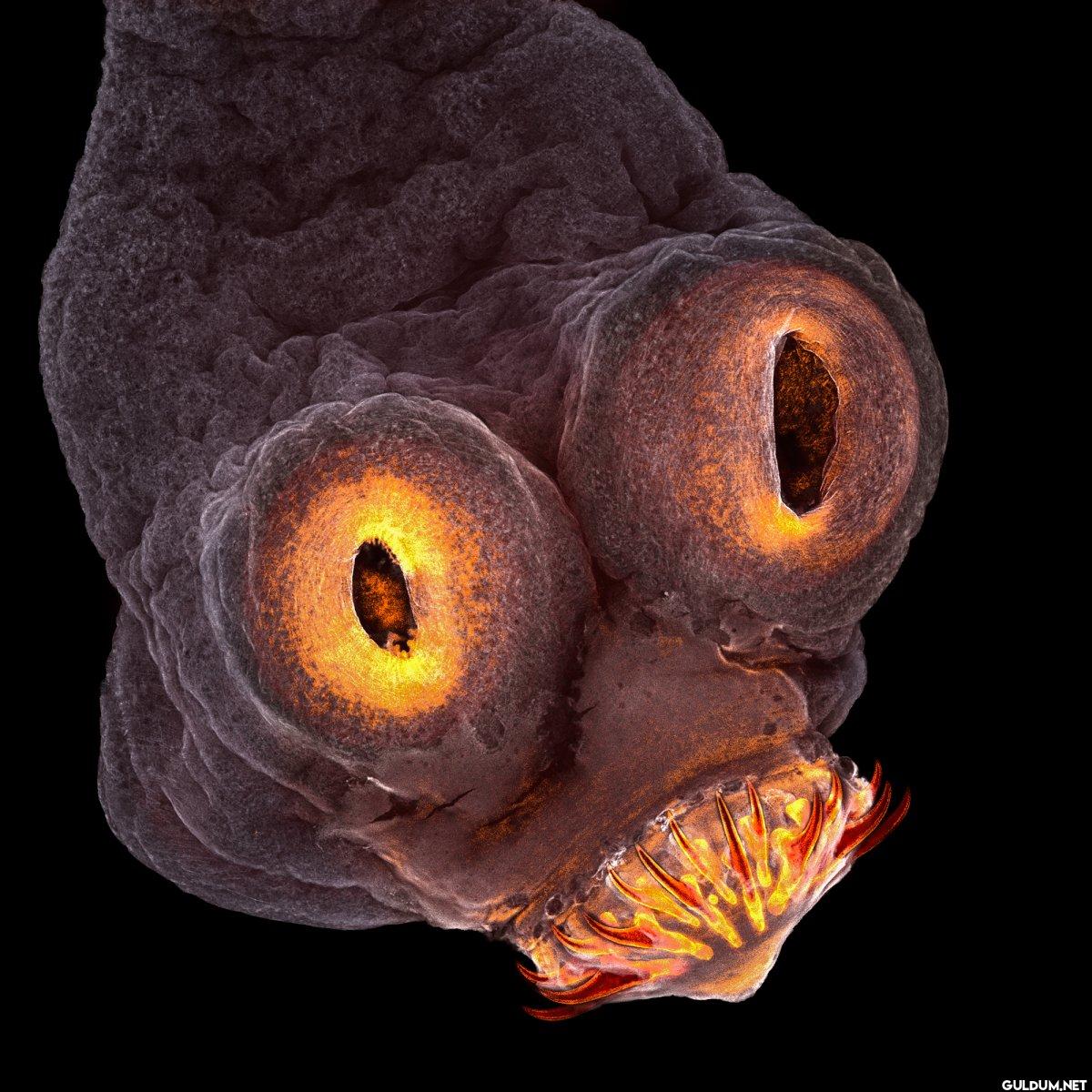 6. Microscopic image of a...