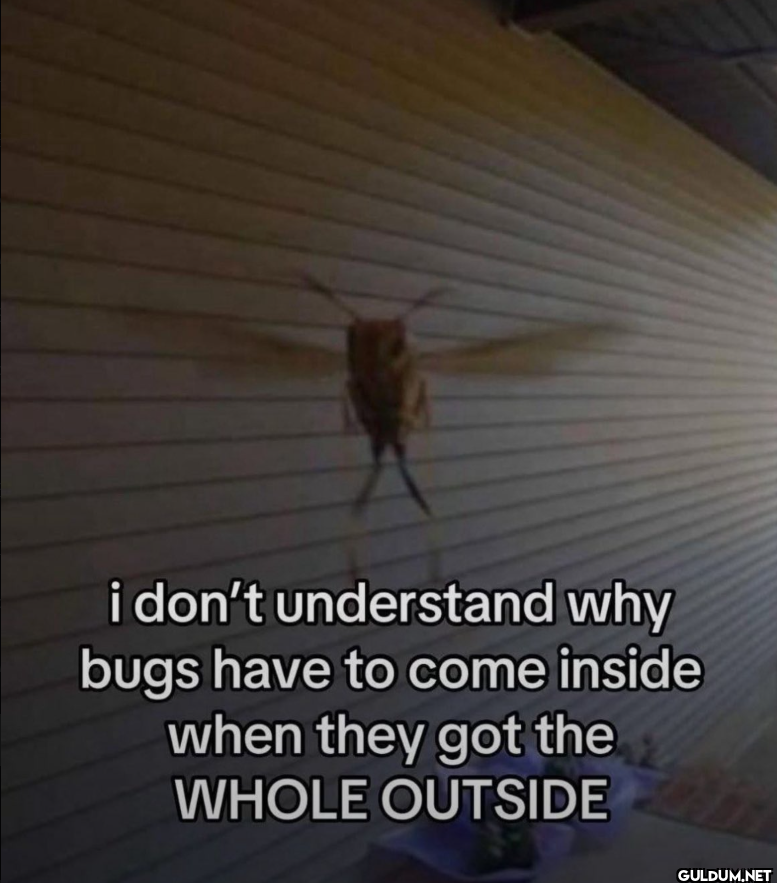 Why do bugs do this?    i...