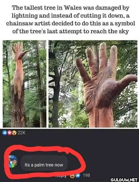 Palm tree 😂    The tallest...