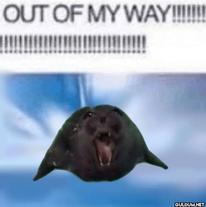 OUT OF MY WAY!!!!!!...