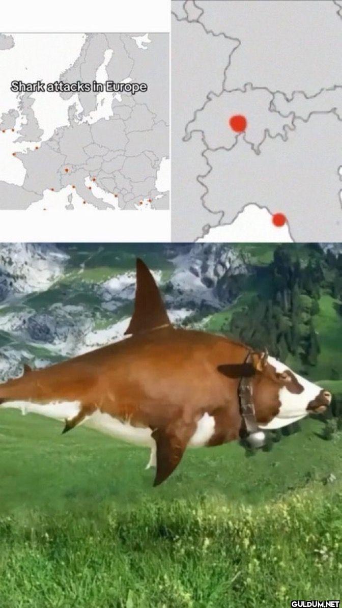 Shark attacks in Europe