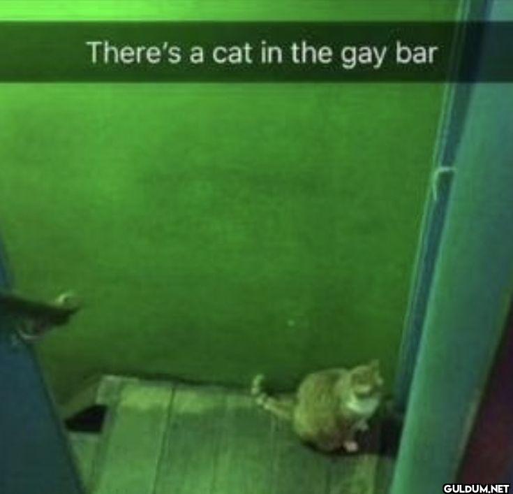 There's a cat in the gay bar