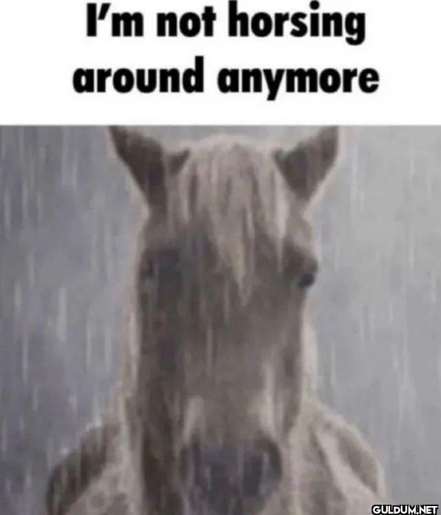 I'm not horsing around anymore