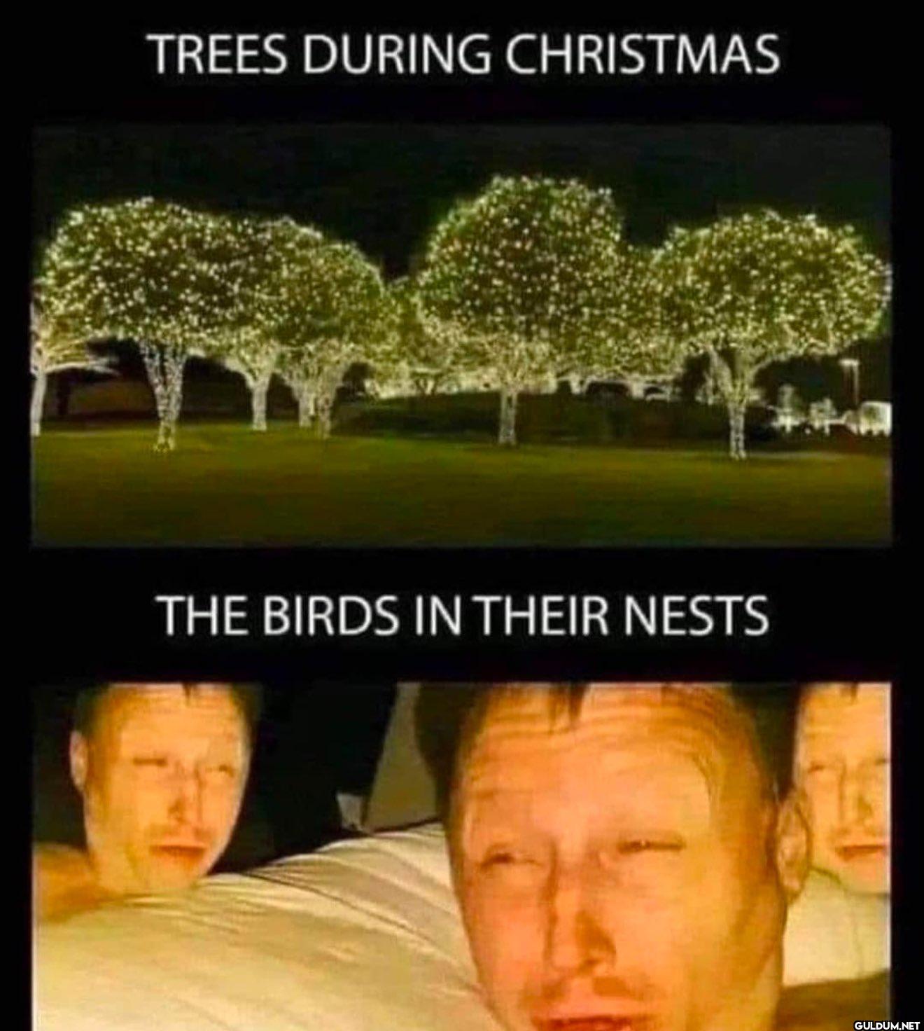 TREES DURING CHRISTMAS THE...