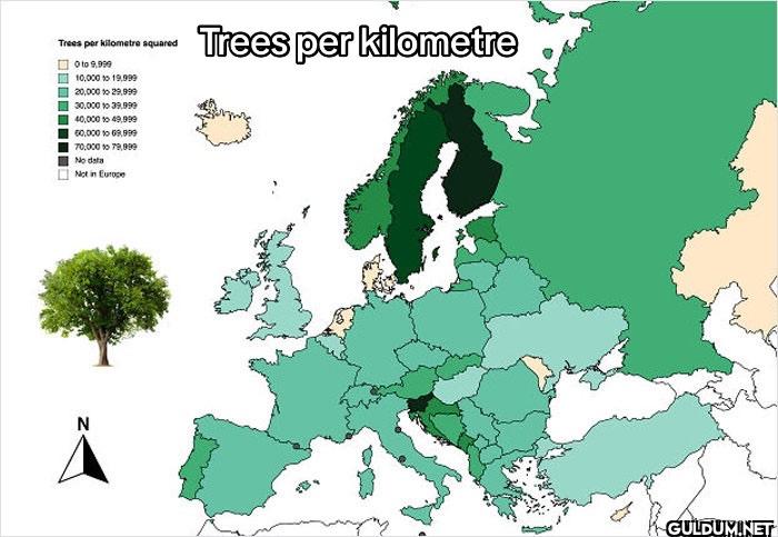 20. Trees Per Kilometre   ...