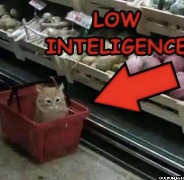 LOW INTELIGENCE