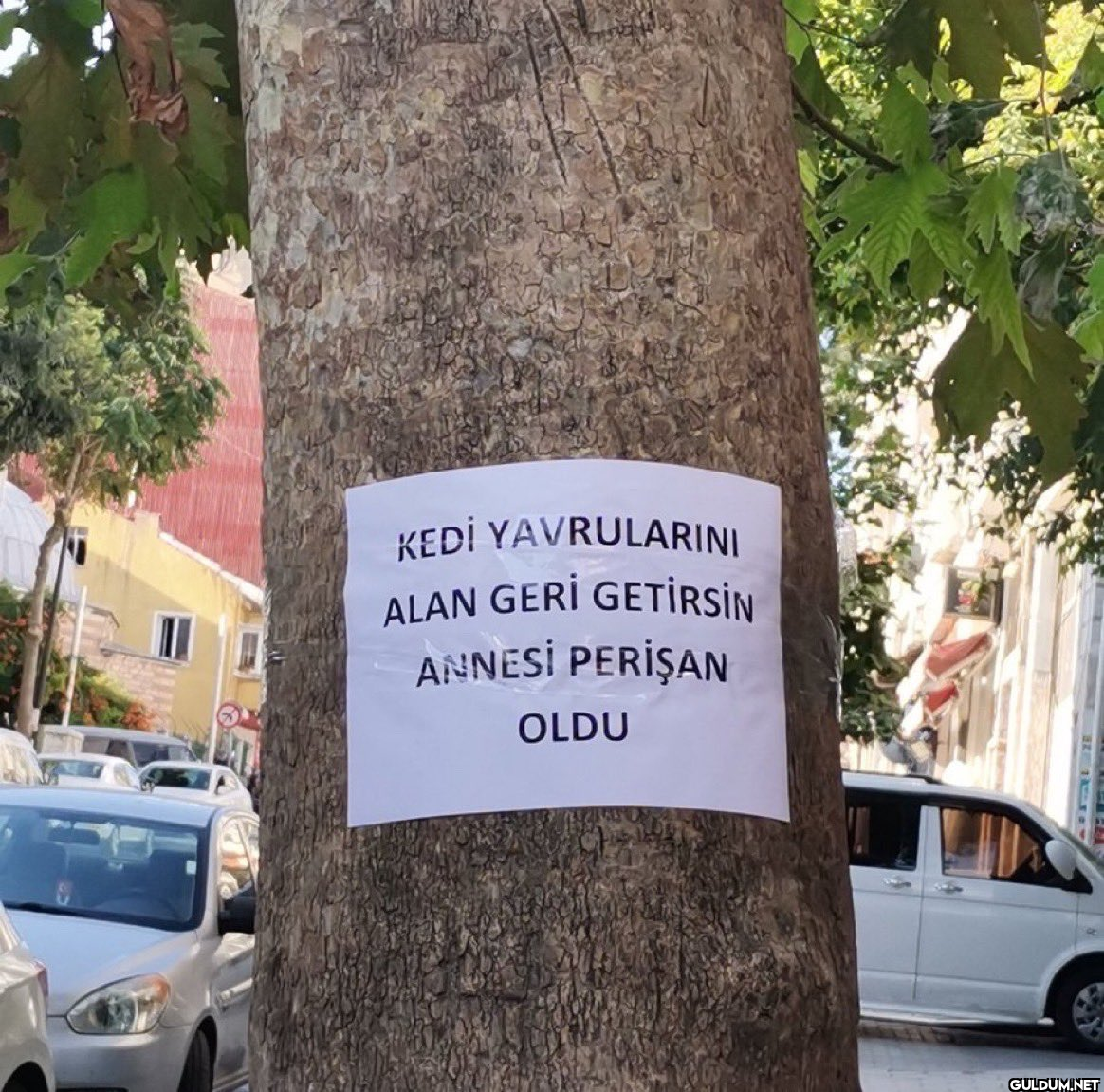 oturup aglicam simdi  KEDİ...
