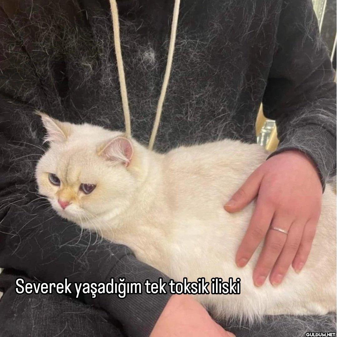 Severek yaşadığım tek toksik iliski
