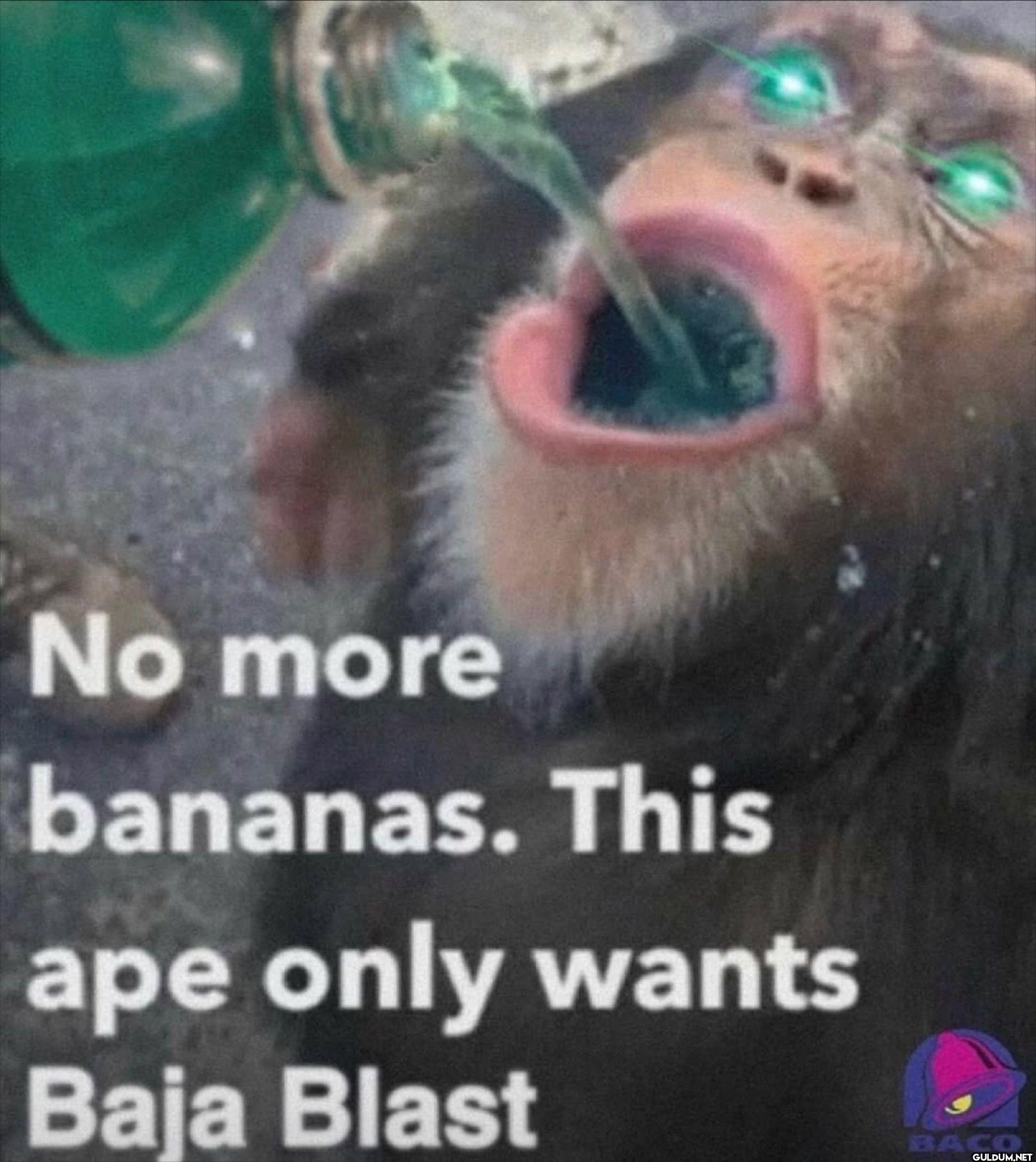 No more bananas. This ape...
