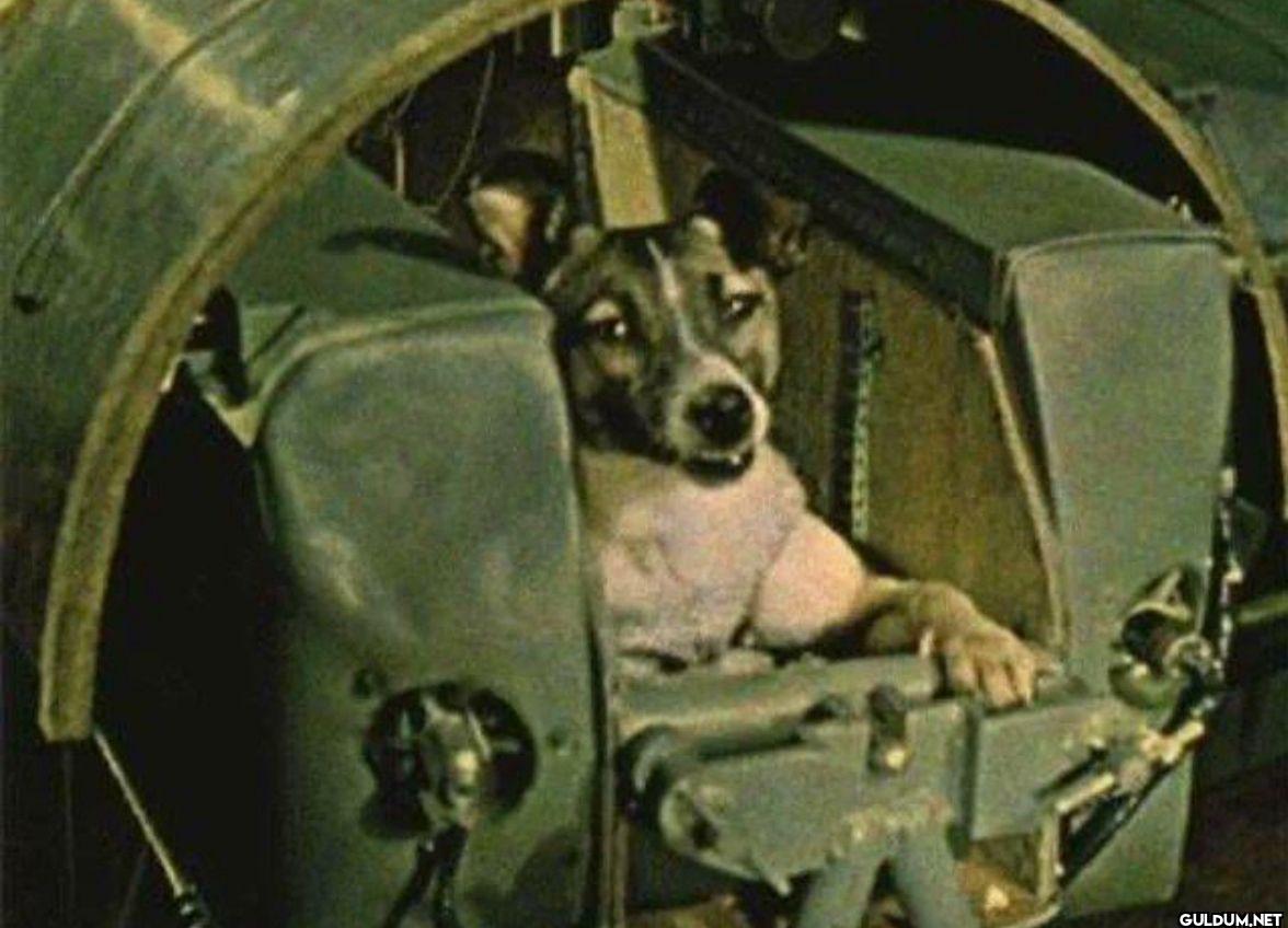 Laika, the first dog in...