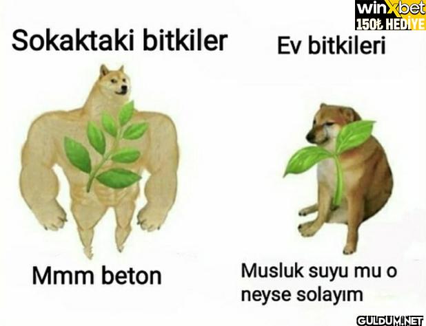 Sokaktaki bitkiler Mmm...