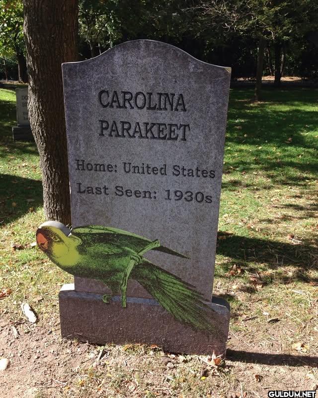 02. Carolina Parakeet...