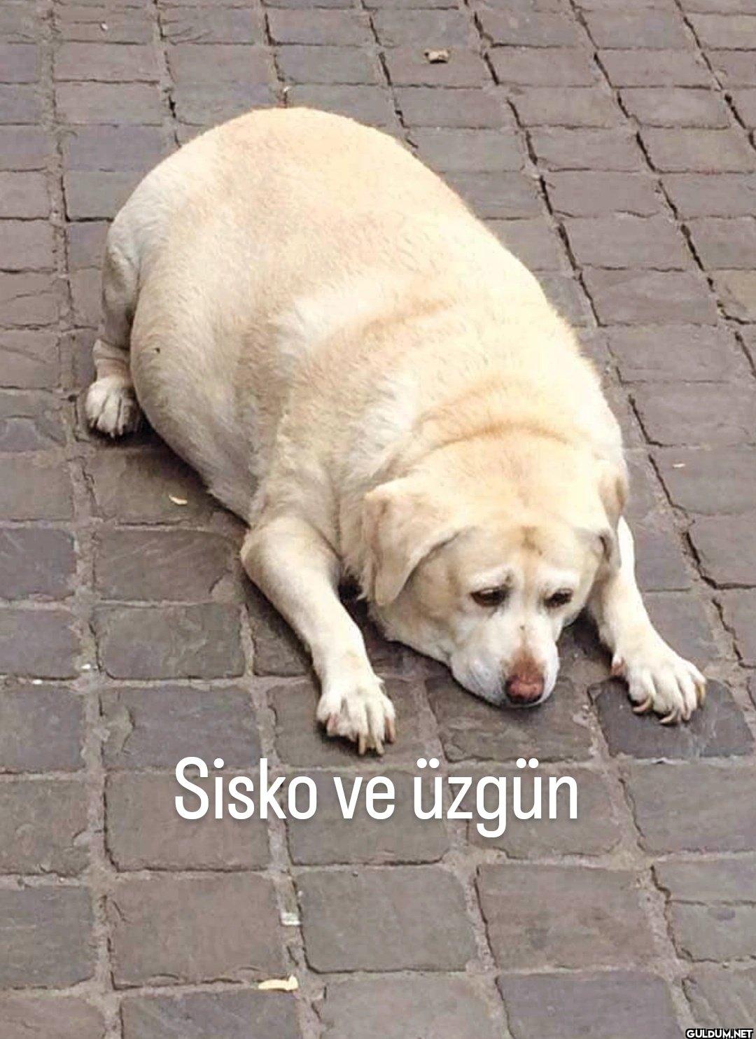 Sisko ve üzgün